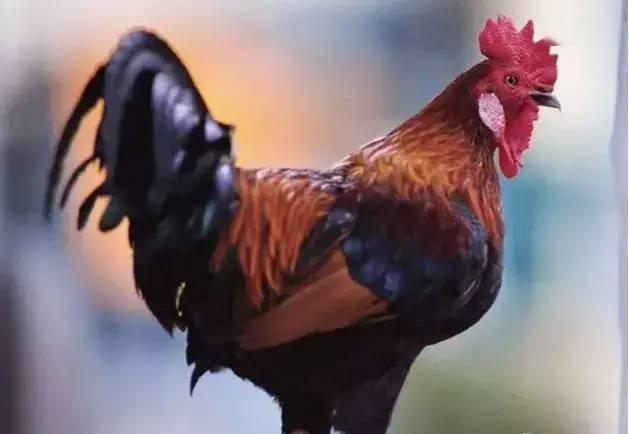 公鸡原神爆料视频下载  第1张